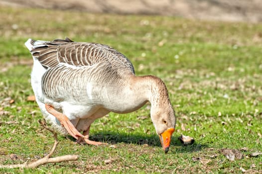 Domestic goose,Grey Gose or Greylag goose. Goose standing in backyard naturally.(Anser anser)