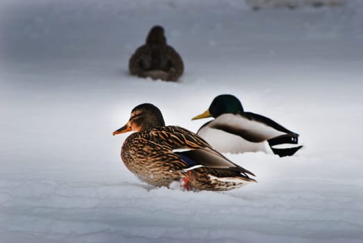 ducks krzyzowki seating on a frozen pond