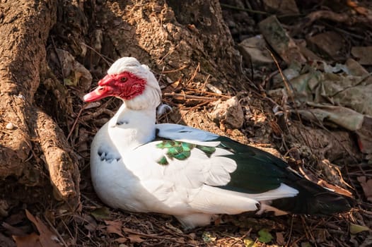 Muscovy duck (Cairina moschata). Domestic duck.