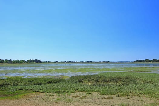 Salt marsh with spring (in the foreground) in the Gulf of Morbihan,Brittany,France