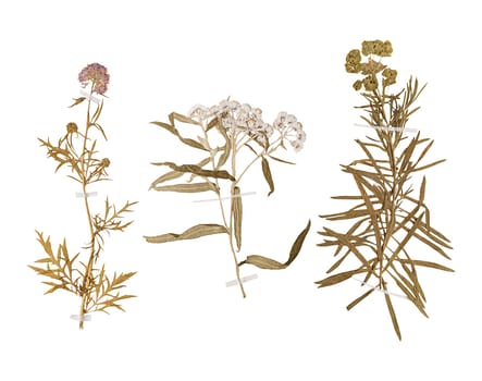 Set of herbarium wild dry pressed flowers and leaves, isolated