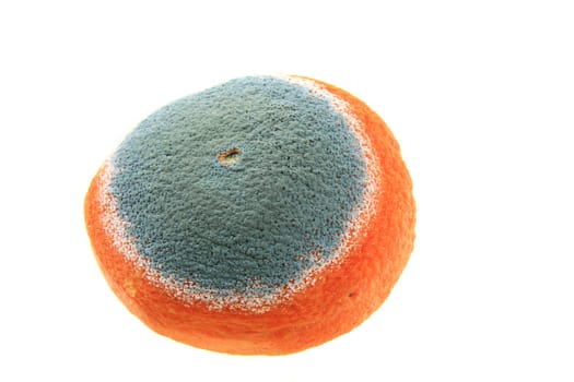 Mold on an orange,insulated against a white background