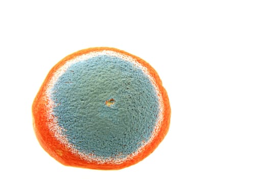 Mold on an orange,insulated against a white background