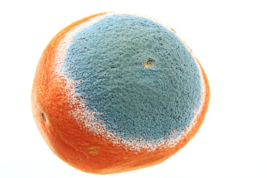Mold on an orange,insulated against a white background