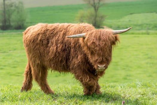 Scottish Highland cattle on a pasture