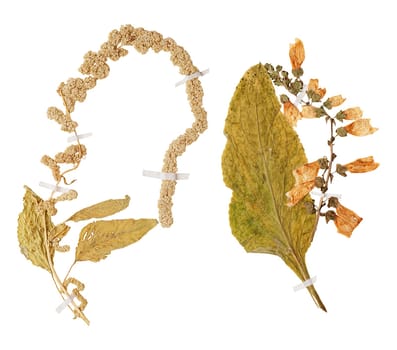 Set of herbarium wild dry pressed flowers and leaves, isolated
