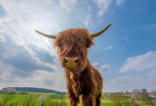 Scottish Highland cattle on a pasture