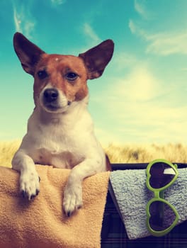 Travel concept with a Jack Russell Terrier in a vintage luggage and retro towels on a dune background