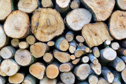 Piles of firewood, cut into logs, the wood of Sardinia.