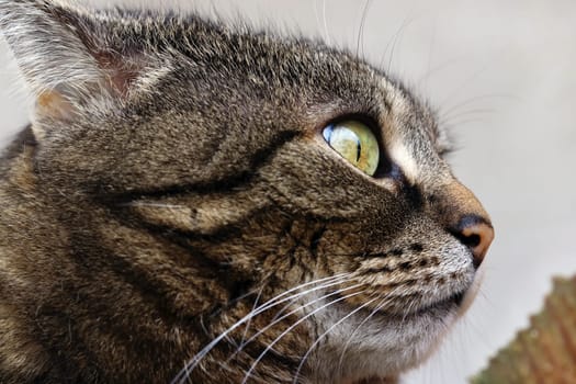 A cat with a strange,funny look