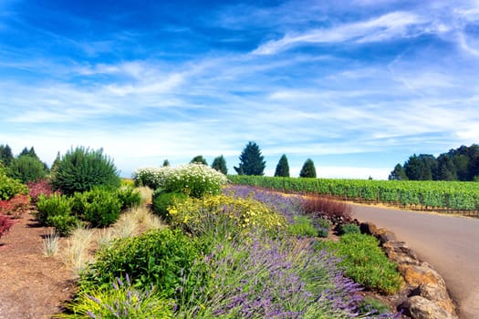 Flowers growing next to vineyards in Oregon wine country in Dundee