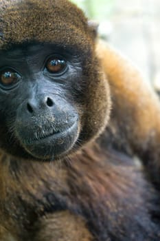Closeup view of a woolly monkey near Iquitos, Peru