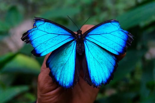 Closeup view of an old blue morpho butterfly near Iquitos, Peru