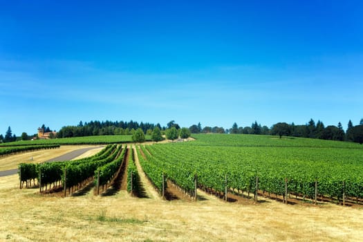 Rows of grapes for Pinot Noir in Dundee, Oregon