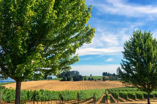 View of vineyard in Dundee, Oregon