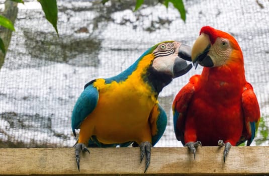 A scarlet macaw with a blue-and-yellow macaw near Iquitos, Peru
