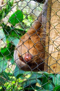 Three toed sloth in captivity in Iquitos, Peru
