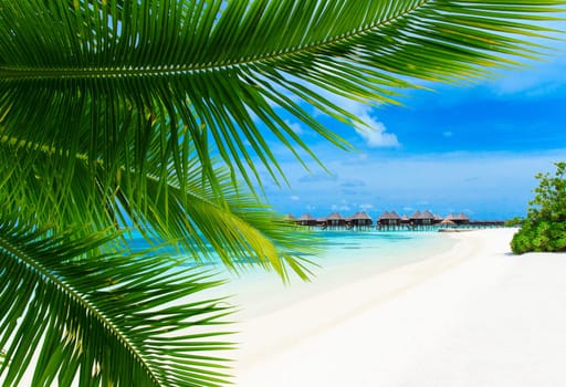 tropical beach in Maldives with few palm trees and blue lagoon