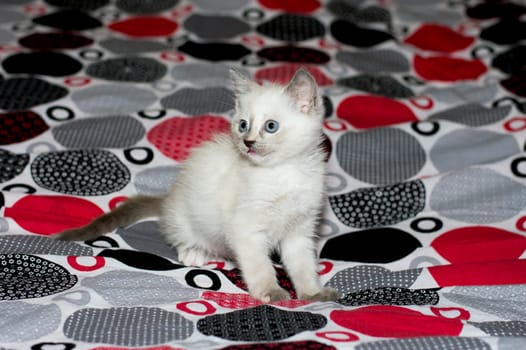 white kitten with blue eyes on a bed, a subject beautiful kittens