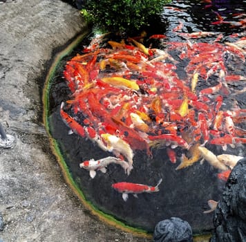 lake carps zen tranquil oriental