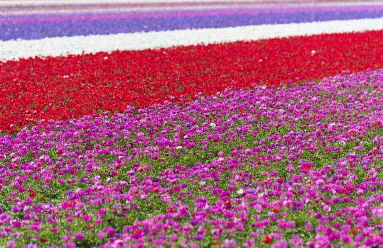 dutch landscape with colorful blooming flowers