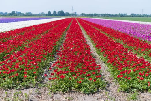 dutch landscape with colorful blooming flowers