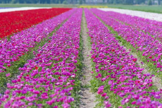dutch landscape with colorful blooming flowers