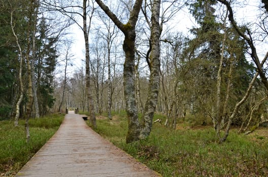 The Red Moor (Rhön)