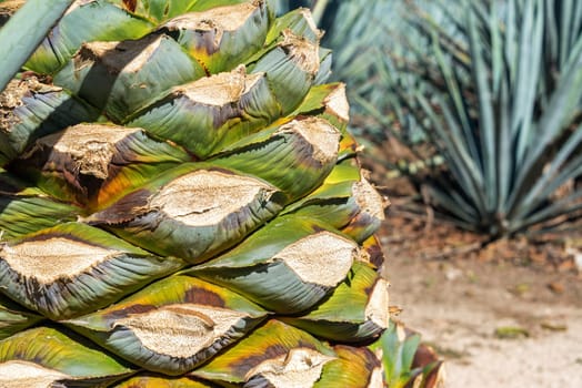 Closeup view of a blue agave plant ready to be made into tequila in Mexico