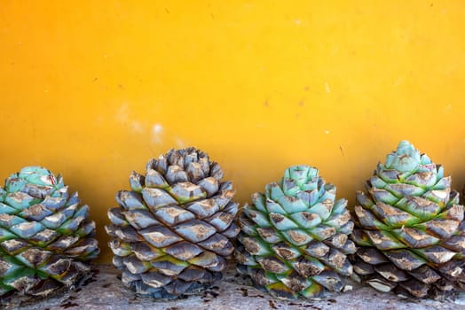 Blue agave pineapples against a yellow wall in Mexico