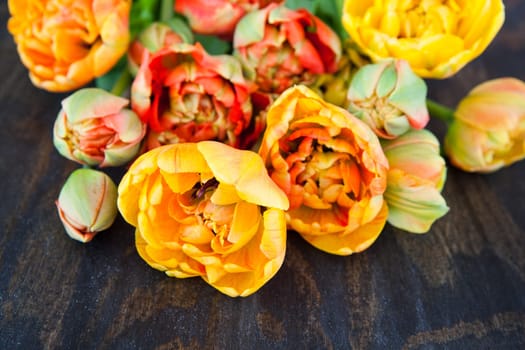 Fresh tulips in bright colors on dark wood