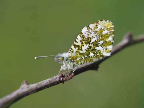 Orange tip