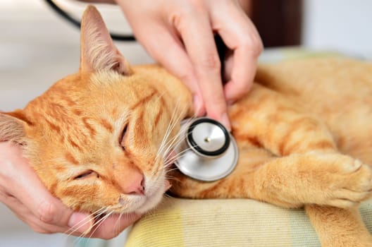 Veterinarian examining a kitten in animal hospital