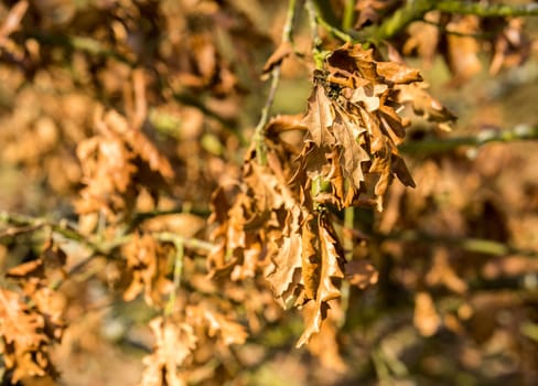 dry crumpled glossy autumn leaves still hanging on the tree