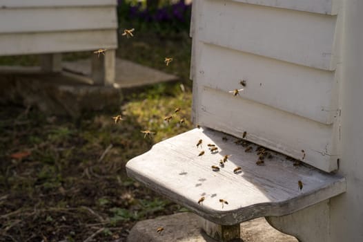 White Hives with a lively traffic of bees buzzing fly in and out of the hive in their hunt for food, Pollen