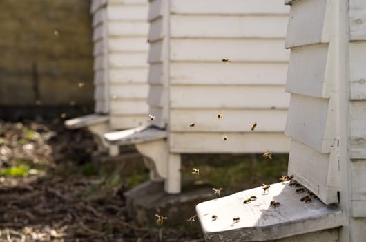 White Hives with a lively traffic of bees buzzing fly in and out of the hive in their hunt for food, Pollen