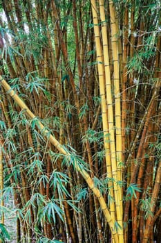 Closeup of nice green yellow bamboo bush
