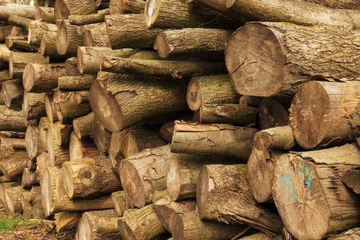 Large tree trunks
