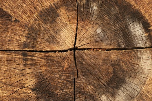 Large tree trunk