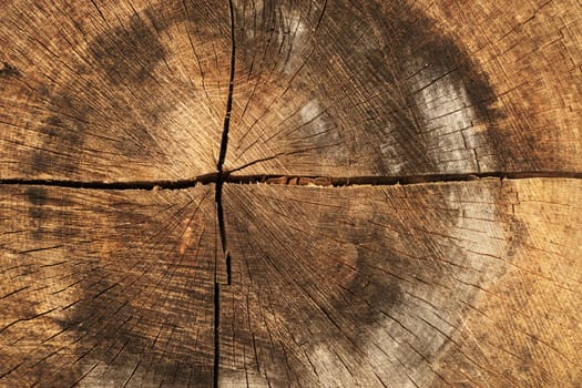 Large tree trunk