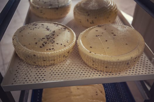 aging cheese heads with white and blue mold