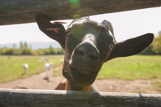 goat goat portrait closeup on the farm