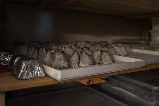 aging cheese heads with white and blue mold