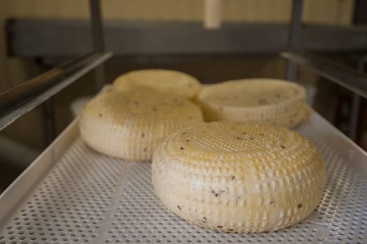 aging cheese heads with white and blue mold