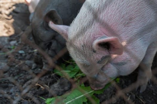 Pig on a pig farm in Altay