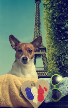 Travel concept image with Jack Russell Terrier in a vintage luggage and Eiffel Tower in background, vintage color toned
