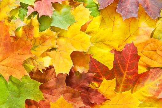 Autumn Maple Leaves Background