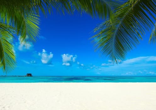 tropical beach in Maldives with few palm trees and blue lagoon