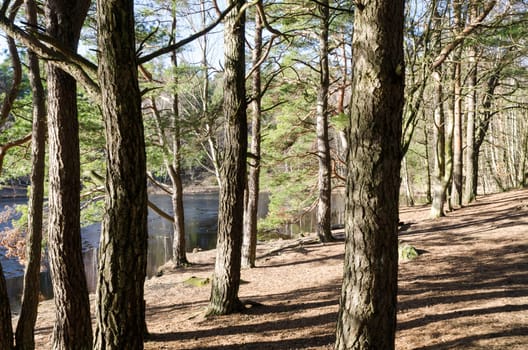 the sun is shining between the tree and to the lake that still is frozen