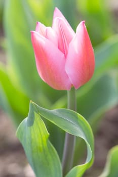 Backlit tender and romantic tulip flower with spring morning dew drops on sunlight meadow